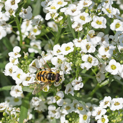 Wildbiene und Duftsteinrich