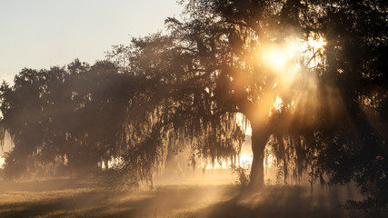 Oak trees at sunrise  © James R. White