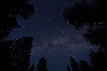 Low angle view of stars over the tree tops in forest¬†at night 