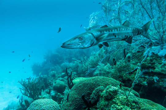 Barracuda 