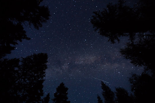 Low angle view of stars over the tree tops in forest&not;&dagger;at night 