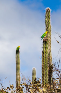 Two parrots perched on cacti