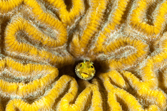 Blenny fish and coral reef 