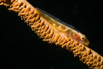 Wire Coral Goby