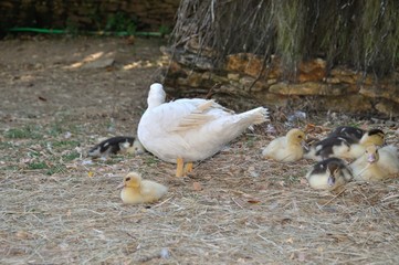 duck in a farmyard