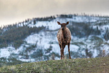 Elk on hilltop 