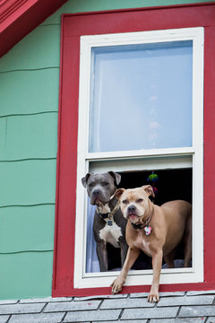 Two pit bull dogs standing near window