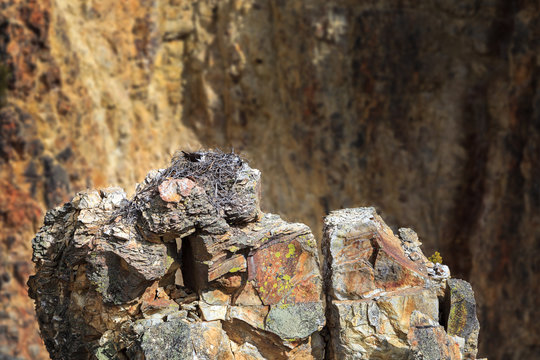 Osprey and nest on canyon ledge 