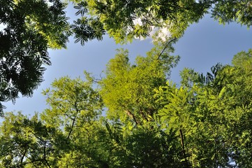 trees at summer