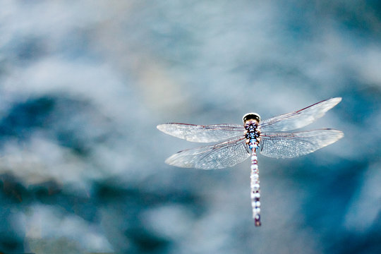 Dragonfly in flight