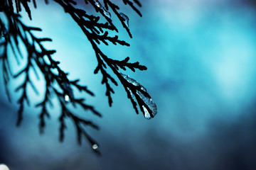 Green juniper sprout under snow