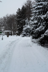 Fir trees covered with the snow