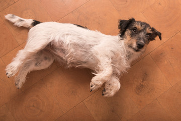 Hund liegt gemütlich auf dem Boden - Jack Russell Terrier 