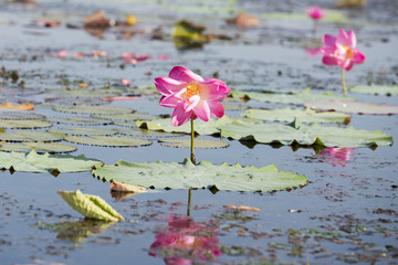 THAILAND ISAN UDON THANI KUMPHAWAPI LOTUS LAKE