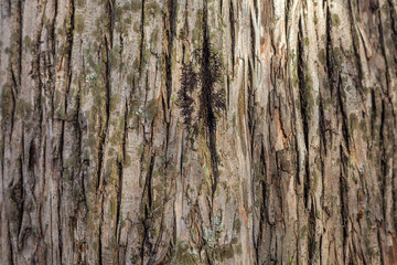 Old Wood Tree Texture Background Pattern