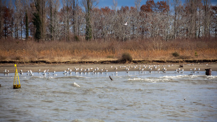 Colony of seagulls at a coast of river Rioni, Poti, Georgia