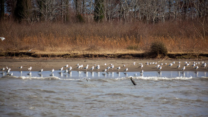 Colony of seagulls at a coast of river Rioni, Poti, Georgia