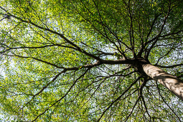 Terminalia ivorensis