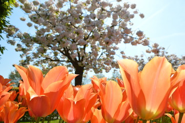 Tulip and cherry blossom