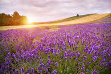 Fototapeta na wymiar Stunning landscape with lavender field at sunrise