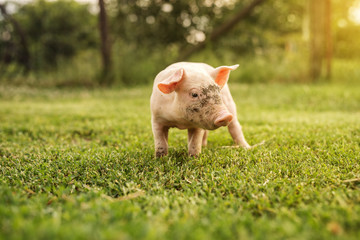 Cute piglet in the yard, running around.
