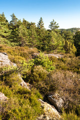 Fototapeta na wymiar Forest and rocks at Rörbäck Munkeby Uddevalla, Sweden