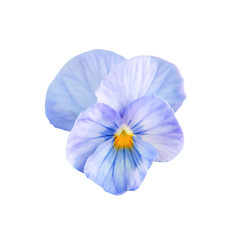 Viola blue
