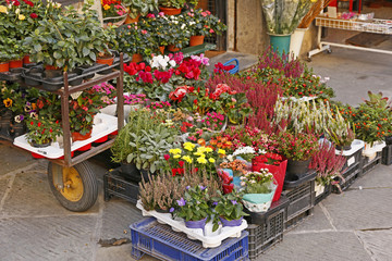 Fototapeta na wymiar Blumenmarkt in Cortona