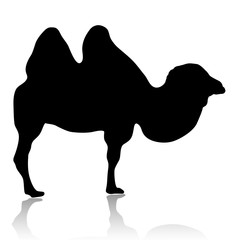 Silhouette of camel isolated on white background vector