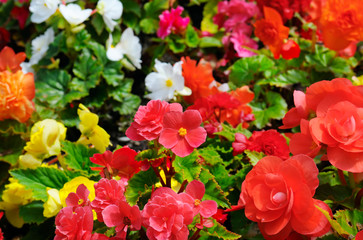 Bright background of blooming begonias. Focus on the foreground.