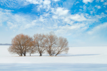 Fototapeta na wymiar snow-covered field and trees in the snow on a background of blue