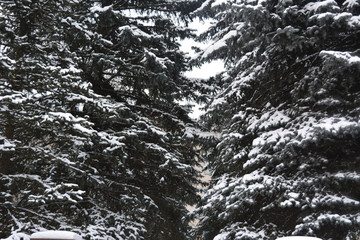 Obraz premium beautiful winter coniferous forest, big spruce in the snow, landscape, nature, wilderness 