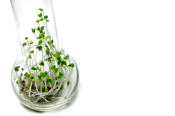 Glass flask with broccoli sprouts