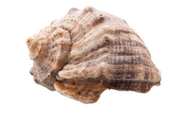 rapana on a white background.