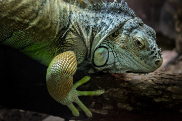 Green iguana