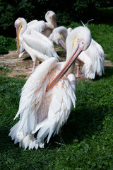 Pelicans