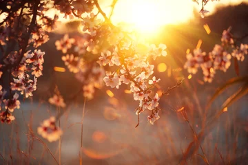 Crédence de cuisine en verre imprimé Printemps Fond de fleur de printemps. Belle scène de nature avec arbre en fleurs et éclat de soleil. Journée ensoleillée. Fleurs de printemps