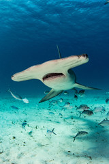 Hammerhead Shark