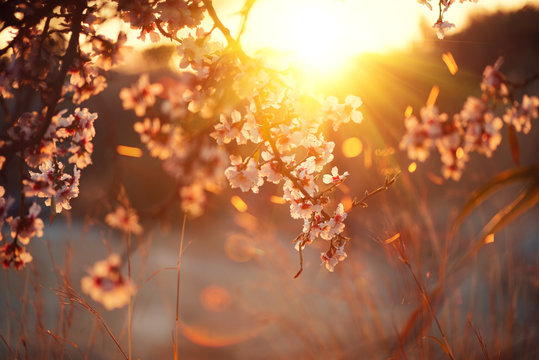 Spring blossom background. Beautiful nature scene with blooming tree and sun flare. Sunny day. Spring flowers 