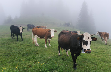 Fototapeta na wymiar Group of cows in the summer mountain forest with mist