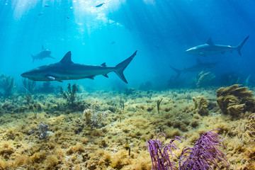 Fototapeta na wymiar Reef sharks circling the dive boat