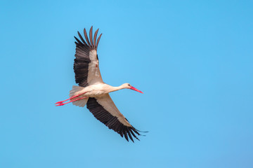 White Stork in flight 