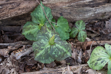Trillium Bud Cluster