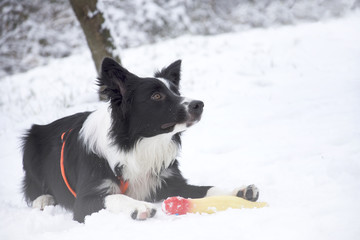 Border collie puppy playing in the snow