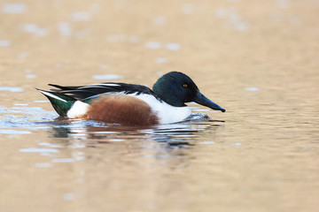 Northern Shoveler, Shoveler, Anas clypeata