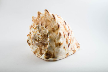 Coquillage