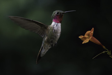 Fototapeta na wymiar Broad-tailed Hummingbird Feeding