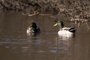 Mallard, Duck, Anas platyrhynchos