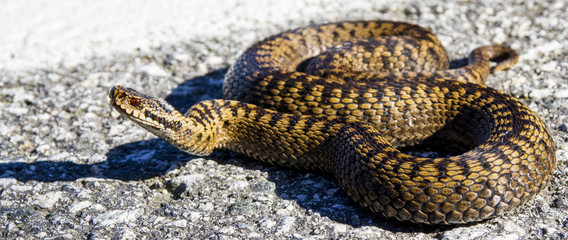 Common European Adder