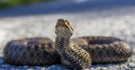 Fototapeta premium Common European Adder